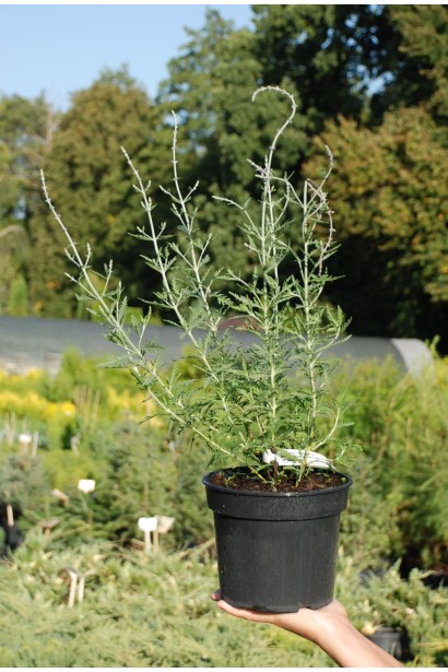 Перовскія лебедолиста - 3л/вис.20-30см/Ø10-15см